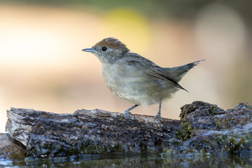 Blackcap female changing the plumage posing on a trunk on a uniform background