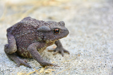 Common toad or European toad (Bufo bufo) in nature. Close-up view, selective focus, blurred background.