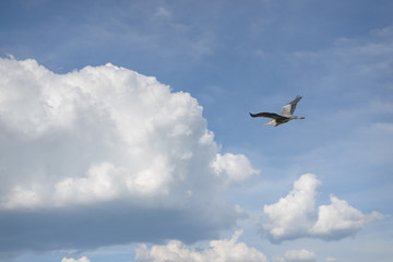 grey heron above the clouds