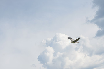 grey heron above the clouds