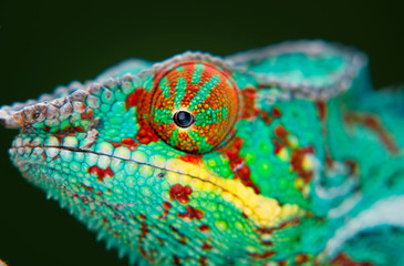 chameleon