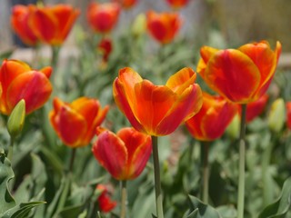 Cropped, side view level shot of yellow orange tulips in a garden park