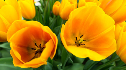 Obraz na płótnie Canvas flowers tulips in dutch park wallpaper background
