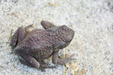 Common toad or European toad (Bufo bufo) in nature. Close-up view, selective focus, blurred background.