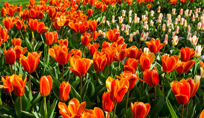 flowers tulips in dutch park wallpaper background