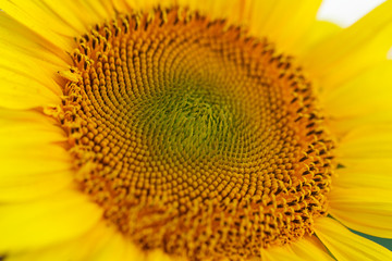 Sunflower natural background. Sunflower blooming. Close-up of sunflower