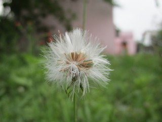 dandelion on green background
