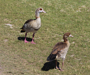 Egyptian goose (Alopochen aegyptiaca) eating grass by the lake