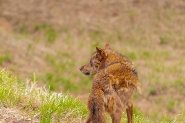 an Iberian wolf resting and walking through its enclosure full of green grass