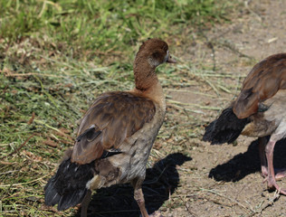 Egyptian goose (Alopochen aegyptiaca) eating grass by the lake