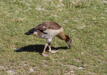 Egyptian goose (Alopochen aegyptiaca) eating grass by the lake