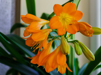 Blossoming branch of orange flowers of clivia in a flower pot.