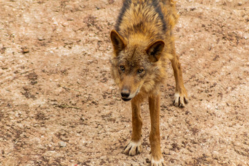 an Iberian wolf resting and walking through its enclosure full of green grass