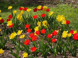 Downward cropped shot of beautiful blooming red and yellow tulips in a garden