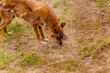 Fototapeta premium an Iberian wolf resting and walking through its enclosure full of green grass