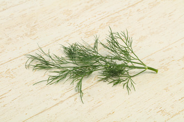 Fresh green dill herb branch