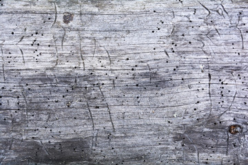 Piece of wood attacked by worms. Texture Of Old Rotten Wood Eaten By Worm. Wooden texture...