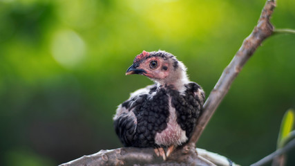 Portrait of eye of animal looking to the camera, close up, young chicken at outdoor, with blurry nice bokeh green background.