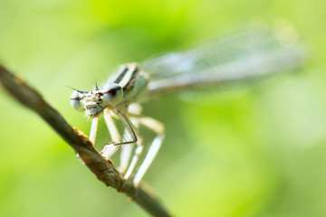 dragonfly damselfly insect