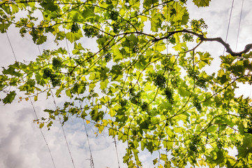 Algund, Weinpergola, Rebstock, Weinberg, Weinbauer, Vinschgau, Südtirol, Sommer, Italien