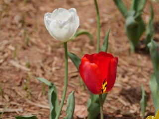 Close up of red and yellow tulips, with soft background
