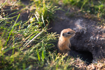 Naklejka na ściany i meble Small gopher or ground squirrel stands at attention next to his burrow in a field with green grass