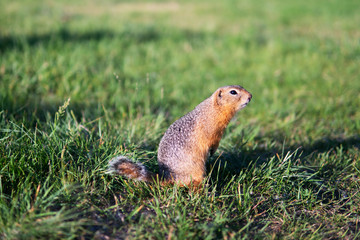 Naklejka na ściany i meble Cute gopher or ground squirrel in a green grass field with a blurred background 