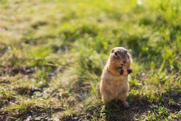 Naklejka na ściany i meble Little ground squirrel or gopher standing on hind legs and eating peanut or holding a nut in paws. Copy space