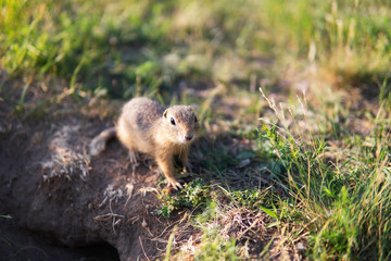 Little cute gopher sitting next to his burrow in a field with green grass