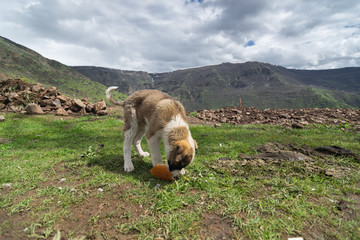 dog in the mountains