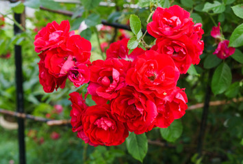Beautiful red flowers of spray roses with a garden in the village. Summer landscape.