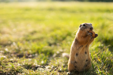 Naklejka na ściany i meble Little gopher gnaws peanut on a green field with unfocused backdrop. Ground squirrel holding peanut in it's paws. Copy space. 