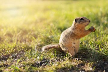 Naklejka na ściany i meble Cute gopher or gopher on a green field holding a nut in its paws. Sunset light on the background