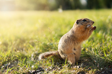 Naklejka na ściany i meble Сlose-up of a gopher sitting on a green grass and eating a nut with beautiful sunset on blurred background