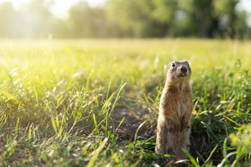 Gopher stands at attention on the field with unfocused background. Copy space. Blurred background with sunlight