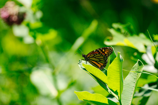 Closeup view of a Monarch Butterfly on a milkweed leaf