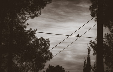 sunset and bird on river 