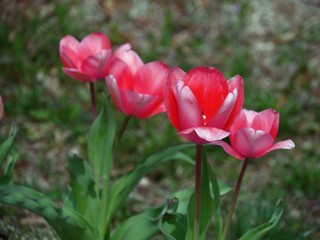 Wide downward shot of four red tulips, with soft background
