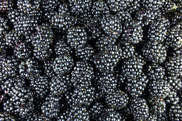berries blackberries poured out in a few layers