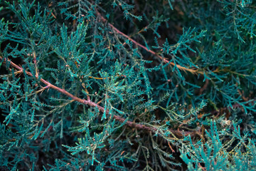 Beautiful blue coniferous tree. Background. Texture of wood..