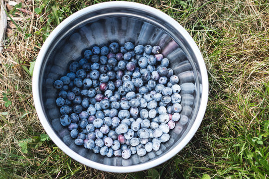 Bowl of fresh hand picked blueberries from the bush