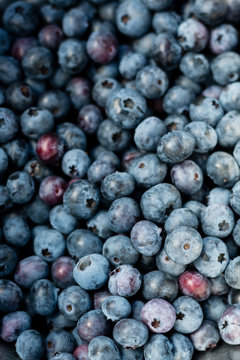 Close-up of a quart of blueberries hand picked