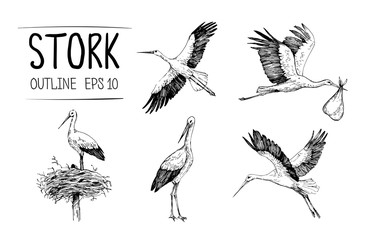 Sketch of stork illustrations. Hand drawn illustrations converted to vector - obrazy, fototapety, plakaty