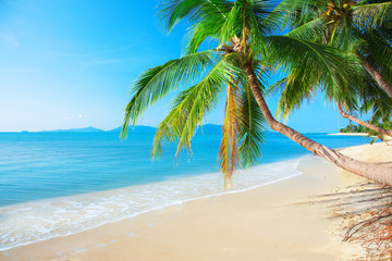 Naklejka na ściany i meble beach and coconut palm tree