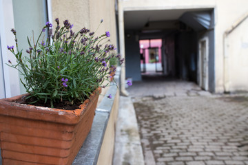Fototapeta na wymiar flowers pot in a pot outside