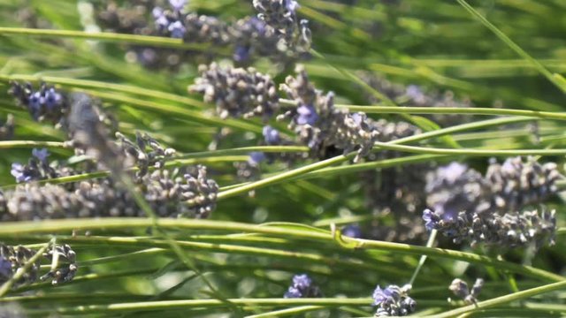 Close-up of lavender blossoms and bumblebees pollinating the flowers on the meadow in warm summer day. Action. Beautiful close-up view of flower meadow