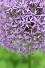 Czosnek ozdobny kwitnący