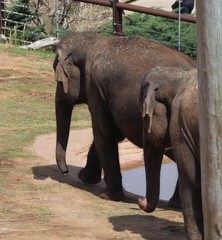Fototapeta na wymiar Two adult elephants walk along a pool of water