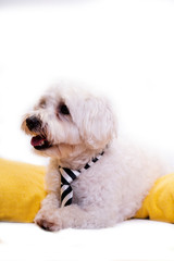 White bichon on isolated white background and several decorations. High resolution studio image.