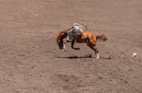 Bronco Riding at the rodeo, A cowboy is trying to ride a roan colored bucking bronco. He is falling off to the visible side of the horse. Only his back and top of his head are showing.